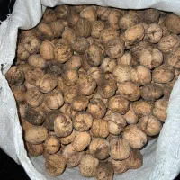 خریدار گردو هستم