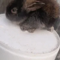 بچه خرگوش لوپ|موش و خرگوش|سبزوار, پاسداران|دیوار