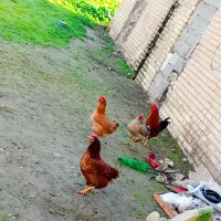 مرغ خروس محلی|حیوانات مزرعه|مسجد سلیمان, |دیوار