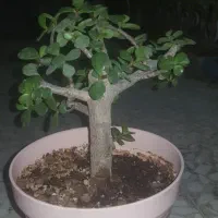 گل و گیاه|گل و گیاه طبیعی|چهاردانگه (تهران), |دیوار