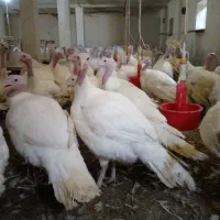 بوقلمون جاده کرمانشاه