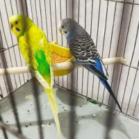 یک جفت مرغ عشق مولد بهمراه دوتا جوجه عروس هلندی