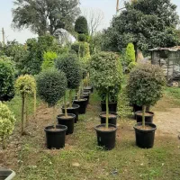 گل و گیاه طبیعی|گل و گیاه طبیعی|کلاچای, |دیوار
