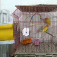 جفت طوطی برزیلی آماده تخم مولد به شرط