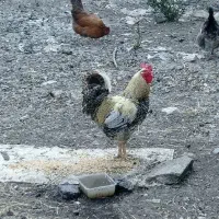 خروس