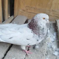 کفتر|پرنده|بهارستان, |دیوار