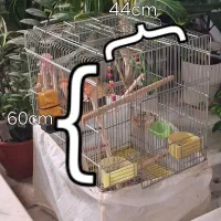 طوطی گرینچیک نر دستی به همراه قفس|پرنده|اصفهان, سروستان|دیوار