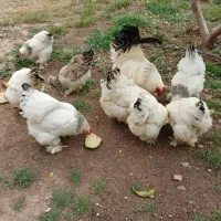 مرغ و خروس برهما لایت اورجینال|حیوانات مزرعه|هشتگرد, شهرک اداری|دیوار