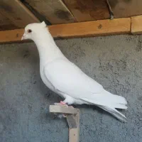 تابلو فرش ک ب و ت ر ی|تابلو فرش|فردوس (خراسان), |دیوار