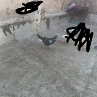 کبوتر|پرنده|قم, شاه سید علی|دیوار