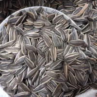 تخمه آفتابگردان کانادای