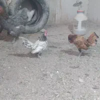 خروس سیبرایت