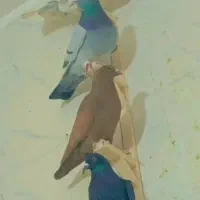 گلی رسمی دم سفید عتیغه|پرنده|مشهد, کوشش|دیوار