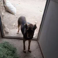 توله نر ۵ ماهه سرابی|سگ|تاکستان, |دیوار