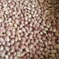 لوبیا چیتی ممتاز