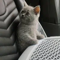 ملوسک های خوشگل|گربه|همدان, |دیوار