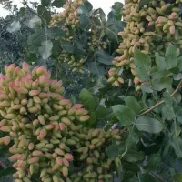 زمین کشاورزی پسته|فروش دفتر صنعتی، کشاورزی، تجاری|فردوس (کرمان), |دیوار