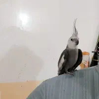 جفت مولد کار داد نروایت فیس سخنگو