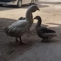 سه عدد غاز لیندا و محلی