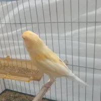 پرنده|پرنده|جیرفت, |دیوار