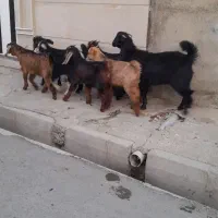 بز و چپش جوان و شیروار شیروار