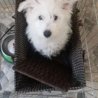 سگ ماده ۵ماهه