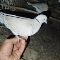 کبوتر باغی|پرنده|جزنیک, |دیوار