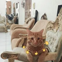 گربه گمشده *مژدگانی به مبلغ  سه میلیون تومان*