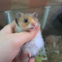 خوکچه هندی همستر|موش و خرگوش|مشهد, بلال|دیوار