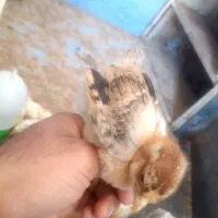 جوجه|حیوانات مزرعه|شیراز, وزیرآباد|دیوار