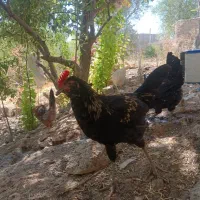 گلین خروس