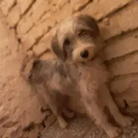 توله سگ ماده قدرجونی ریشی گله ای