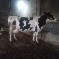 گاو با گوساله ماده سمینتال