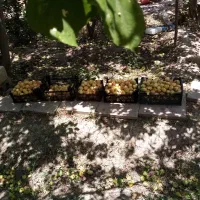 باغ ویلا1600متری جاده آتشگاه سه نبش معاوضه اقساط|فروش خانه و ویلا|نجف‌آباد, قلعه سفید|دیوار