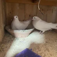 حاصل زحمت چند ساله