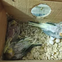 جوجه عروس سرلاکی