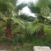 نهال پالم