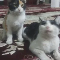 گربه نر و ماده
