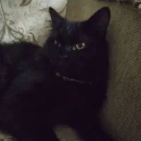 گربه مشکی پرشین