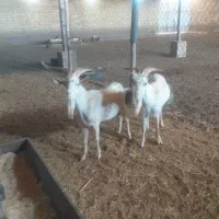 بز نربز فرانسوی دوراس برای نسل کشی