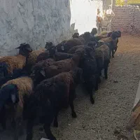 بره نر قره قزل