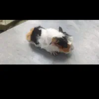 شرایط نگهداری نداریم