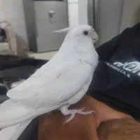 عروس هلندی البینو