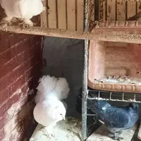 فروش کبوتر پا پر