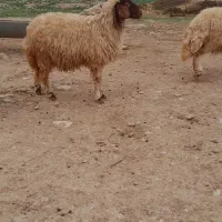 کاور  فروشی