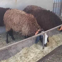 بره ماده شال
