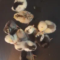 جوجه گلین، برهما لایت و ویاندوت|حیوانات مزرعه|خمینی‌شهر, |دیوار