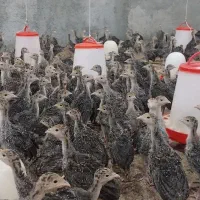 جوجه بوقلمون ۵۰۰ گرم