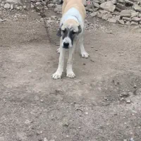 سگ آلابای اصیل|سگ|گنبد کاووس, |دیوار