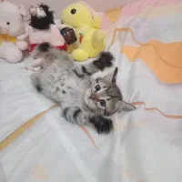 بچه گربه ماده واگذاری رشت